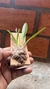 Masdevallia deceptrix - loja online