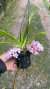 Rhynchostylis gigantea spot claro Lacre 0000056 - Orquidário Aparecida