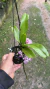 Rhynchostylis gigantea spot claro Lacre 0000056 na internet