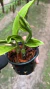 Paphinia herrerae Lacre 0000057 - Orquidário Aparecida