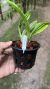Paphinia herrerae Lacre 0000057