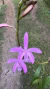 Laelia pabstii Lacre 0000025
