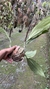 Stanhopea tigrina Lacre 185045 na internet