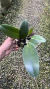 Cattleya chia lin new city “Meristema” Lacre 0000978 - Orquidário Aparecida