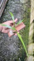 Oncidium longipes - comprar online