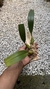 Bulbophyllum palawanense X echinolabium X vanvuurenii - comprar online