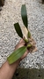 Bulbophyllum palawanense X echinolabium X vanvuurenii - loja online