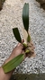 Bulbophyllum palawanense X echinolabium X vanvuurenii - Orquidário Aparecida