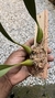 Bulbophyllum palawanense X echinolabium X vanvuurenii na internet