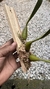 Bulbophyllum palawanense X echinolabium X vanvuurenii - comprar online