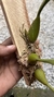 Bulbophyllum palawanense X echinolabium X vanvuurenii - Orquidário Aparecida