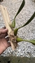 Bulbophyllum palawanense X echinolabium X vanvuurenii - loja online