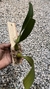 Bulbophyllum palawanense X echinolabium X vanvuurenii