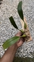 Imagem do Bulbophyllum palawanense X echinolabium X vanvuurenii