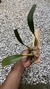 Bulbophyllum palawanense X echinolabium X vanvuurenii - comprar online