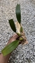 Bulbophyllum palawanense X echinolabium X vanvuurenii na internet