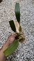 Bulbophyllum palawanense X echinolabium X vanvuurenii