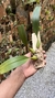 Bulbophyllum palawanense X echinolabium X vanvuurenii - loja online