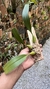 Imagem do Bulbophyllum palawanense X echinolabium X vanvuurenii