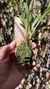 Masdevallia herradurae - Orquidário Aparecida