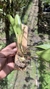 Stelis gelida - loja online