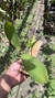 Stelis gelida - comprar online