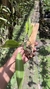 Stelis gelida - Orquidário Aparecida