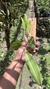 Stelis gelida