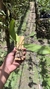 Stelis gelida - comprar online