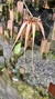 Bulbophyllum louis sanders (p) - comprar online
