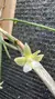 Scaphyglottis brasiliensis 0003919