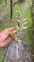 Epidendrum fulgens - comprar online