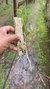 Epidendrum fulgens - Orquidário Aparecida