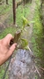 Epidendrum fulgens - comprar online