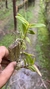 Epidendrum fulgens - loja online