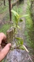 Imagem do Epidendrum fulgens