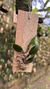 Sophronitis cernua variedade litorânea (P) - comprar online
