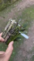 Acianthera bicornuta Lacre 0000015