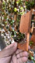 Laelia liliputana - comprar online