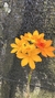 Epidendrum fulgens