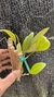 Anathallis sclerophylla Lacre 185049 - loja online