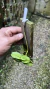 Trichoglottis brachiata Lacre 0000974 - loja online