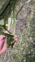 Prosthechea bulbosa Lacre 0008944
