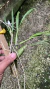 Prosthechea bulbosa Lacre 0008944 - Orquidário Aparecida