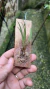 Imagem do Anathallis linearifolia
