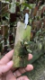 Octomeria estrellensis 0000923 - loja online