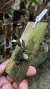 Octomeria estrellensis 0000923 - Orquidário Aparecida
