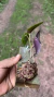 Imagem do Acianthera prolífera Lacre 00000036