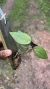Acianthera prolífera Lacre 00000036 - comprar online