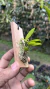 Acianthera saundersiana Lacre 19572 - loja online